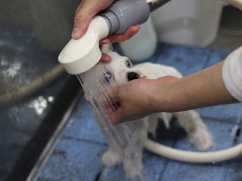 ビションフリーゼこいぬ情報フントヒュッテビションこいぬ画像子犬の社会化ビション赤ちゃんアメリカンチャンピオン直子かわいいビションフリーゼ東京ビション出産情報性格ビション家族募集中_432.jpg