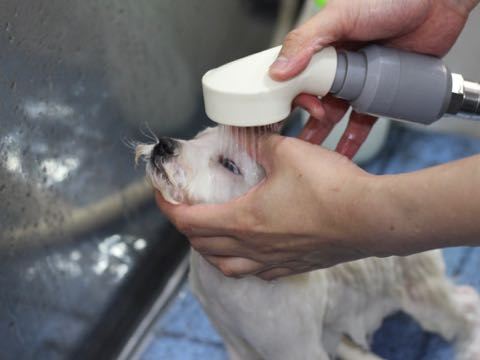 ビションフリーゼこいぬ情報フントヒュッテビションこいぬ画像子犬の社会化ビション赤ちゃんアメリカンチャンピオン直子かわいいビションフリーゼ東京ビション出産情報性格ビション家族募集中_433.jpg