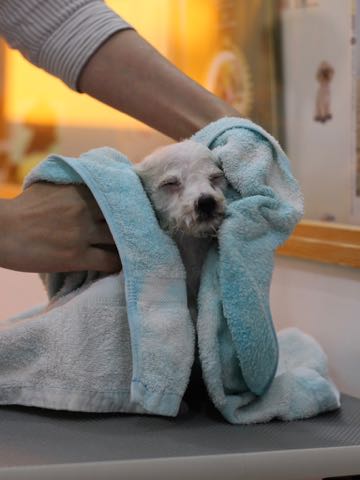 ビションフリーゼこいぬ情報フントヒュッテビションこいぬ画像子犬の社会化ビション赤ちゃんアメリカンチャンピオン直子かわいいビションフリーゼ東京ビション出産情報性格ビション家族募集中_435.jpg