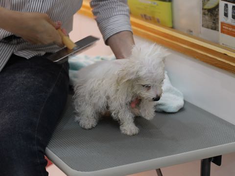 ビションフリーゼこいぬ情報フントヒュッテビションこいぬ画像子犬の社会化ビション赤ちゃんアメリカンチャンピオン直子かわいいビションフリーゼ東京ビション出産情報性格ビション家族募集中_438.jpg