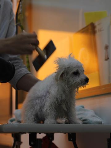 ビションフリーゼこいぬ情報フントヒュッテビションこいぬ画像子犬の社会化ビション赤ちゃんアメリカンチャンピオン直子かわいいビションフリーゼ東京ビション出産情報性格ビション家族募集中_439.jpg