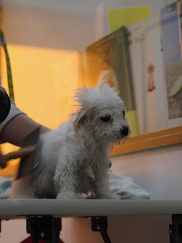 ビションフリーゼこいぬ情報フントヒュッテビションこいぬ画像子犬の社会化ビション赤ちゃんアメリカンチャンピオン直子かわいいビションフリーゼ東京ビション出産情報性格ビション家族募集中_440.jpg