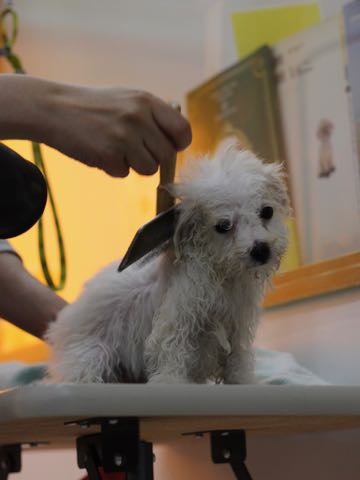 ビションフリーゼこいぬ情報フントヒュッテビションこいぬ画像子犬の社会化ビション赤ちゃんアメリカンチャンピオン直子かわいいビションフリーゼ東京ビション出産情報性格ビション家族募集中_441.jpg