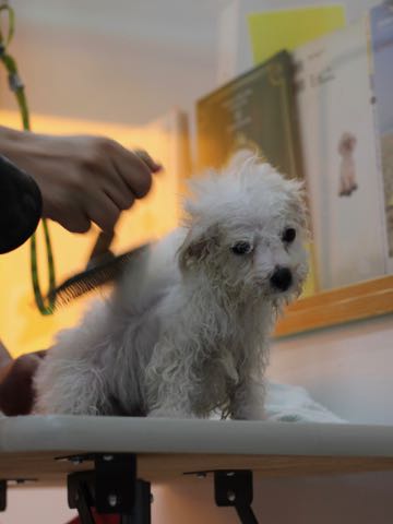 ビションフリーゼこいぬ情報フントヒュッテビションこいぬ画像子犬の社会化ビション赤ちゃんアメリカンチャンピオン直子かわいいビションフリーゼ東京ビション出産情報性格ビション家族募集中_442.jpg