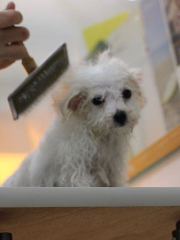ビションフリーゼこいぬ情報フントヒュッテビションこいぬ画像子犬の社会化ビション赤ちゃんアメリカンチャンピオン直子かわいいビションフリーゼ東京ビション出産情報性格ビション家族募集中_443.jpg