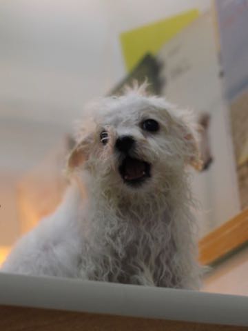 ビションフリーゼこいぬ情報フントヒュッテビションこいぬ画像子犬の社会化ビション赤ちゃんアメリカンチャンピオン直子かわいいビションフリーゼ東京ビション出産情報性格ビション家族募集中_444.jpg
