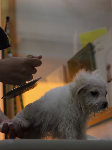 ビションフリーゼこいぬ情報フントヒュッテビションこいぬ画像子犬の社会化ビション赤ちゃんアメリカンチャンピオン直子かわいいビションフリーゼ東京ビション出産情報性格ビション家族募集中_445.jpg