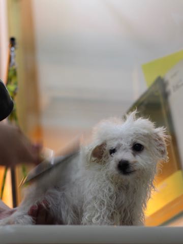 ビションフリーゼこいぬ情報フントヒュッテビションこいぬ画像子犬の社会化ビション赤ちゃんアメリカンチャンピオン直子かわいいビションフリーゼ東京ビション出産情報性格ビション家族募集中_446.jpg