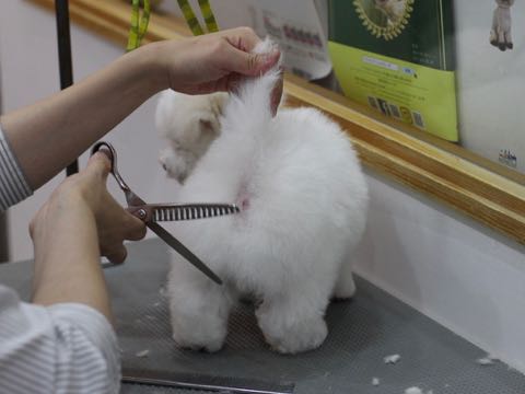 ビションフリーゼこいぬ情報フントヒュッテビションこいぬ画像子犬の社会化ビション赤ちゃんアメリカンチャンピオン直子かわいいビションフリーゼ東京ビション出産情報性格ビション家族募集中_448.jpg