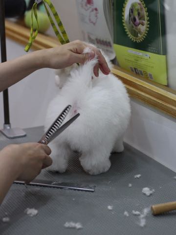 ビションフリーゼこいぬ情報フントヒュッテビションこいぬ画像子犬の社会化ビション赤ちゃんアメリカンチャンピオン直子かわいいビションフリーゼ東京ビション出産情報性格ビション家族募集中_449.jpg