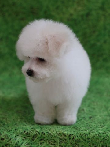 ビションフリーゼこいぬ情報フントヒュッテビションこいぬ画像子犬の社会化ビション赤ちゃんアメリカンチャンピオン直子かわいいビションフリーゼ東京ビション出産情報性格ビション家族募集中_450.jpg