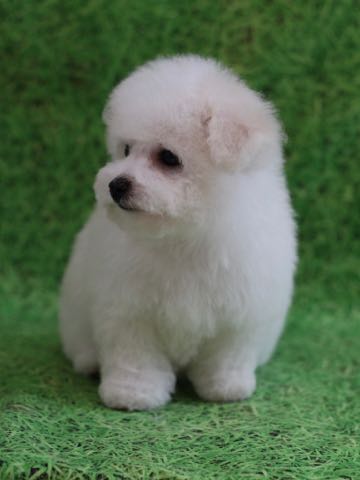 ビションフリーゼこいぬ情報フントヒュッテビションこいぬ画像子犬の社会化ビション赤ちゃんアメリカンチャンピオン直子かわいいビションフリーゼ東京ビション出産情報性格ビション家族募集中_451.jpg
