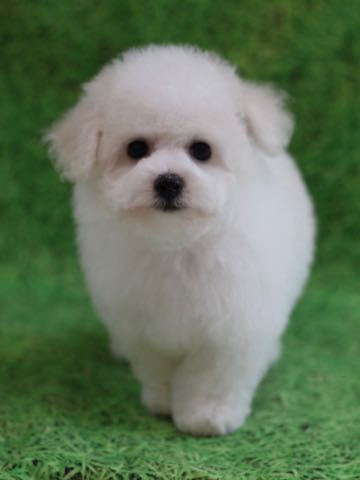 ビションフリーゼこいぬ情報フントヒュッテビションこいぬ画像子犬の社会化ビション赤ちゃんアメリカンチャンピオン直子かわいいビションフリーゼ東京ビション出産情報性格ビション家族募集中_452.jpg
