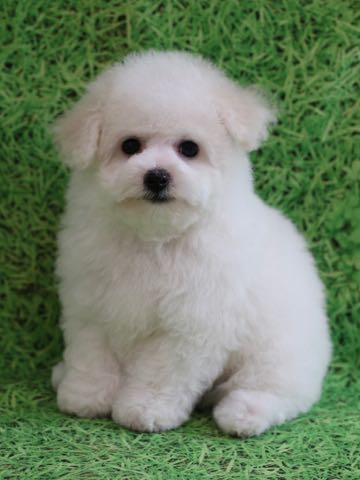 ビションフリーゼこいぬ情報フントヒュッテビションこいぬ画像子犬の社会化ビション赤ちゃんアメリカンチャンピオン直子かわいいビションフリーゼ東京ビション出産情報性格ビション家族募集中_453.jpg