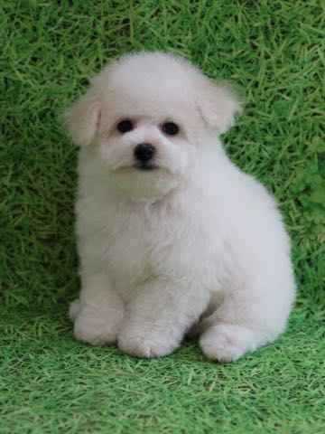 ビションフリーゼこいぬ情報フントヒュッテビションこいぬ画像子犬の社会化ビション赤ちゃんアメリカンチャンピオン直子かわいいビションフリーゼ東京ビション出産情報性格ビション家族募集中_454.jpg