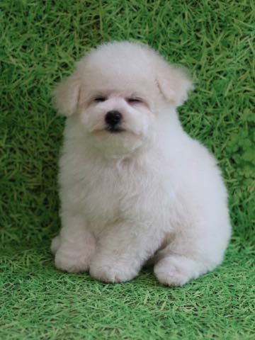 ビションフリーゼこいぬ情報フントヒュッテビションこいぬ画像子犬の社会化ビション赤ちゃんアメリカンチャンピオン直子かわいいビションフリーゼ東京ビション出産情報性格ビション家族募集中_455.jpg