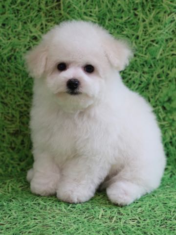ビションフリーゼこいぬ情報フントヒュッテビションこいぬ画像子犬の社会化ビション赤ちゃんアメリカンチャンピオン直子かわいいビションフリーゼ東京ビション出産情報性格ビション家族募集中_456.jpg