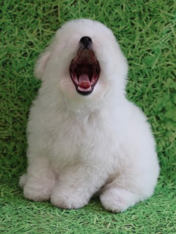 ビションフリーゼこいぬ情報フントヒュッテビションこいぬ画像子犬の社会化ビション赤ちゃんアメリカンチャンピオン直子かわいいビションフリーゼ東京ビション出産情報性格ビション家族募集中_457.jpg