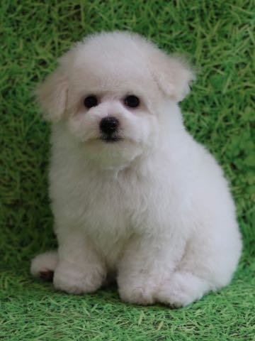 ビションフリーゼこいぬ情報フントヒュッテビションこいぬ画像子犬の社会化ビション赤ちゃんアメリカンチャンピオン直子かわいいビションフリーゼ東京ビション出産情報性格ビション家族募集中_458.jpg