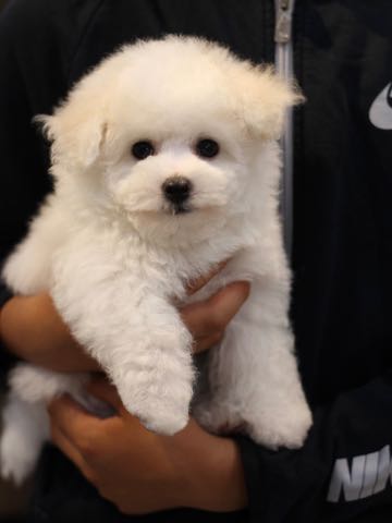 ビションフリーゼこいぬ情報フントヒュッテビションこいぬ画像子犬の社会化ビション赤ちゃんアメリカンチャンピオン直子かわいいビションフリーゼ東京ビション出産情報性格ビション家族募集中_460.jpg