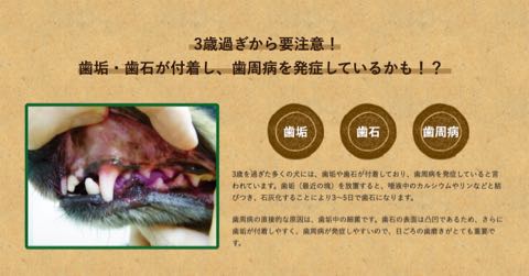 シグワンゼオライトハミガキ歯垢歯石除去効果犬の歯磨き歯周病予防犬のデンタルケア画像犬の歯磨きやり方_8.jpg