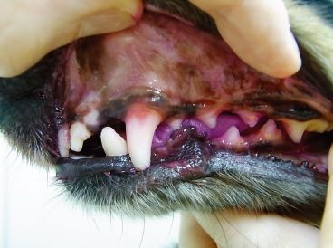 シグワンゼオライトハミガキ歯垢歯石除去効果犬の歯磨き歯周病予防犬のデンタルケア画像犬の歯磨きやり方_9.jpg