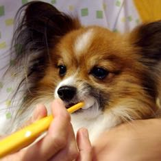 シグワンゼオライトハミガキ歯垢歯石除去効果犬の歯磨き歯周病予防犬のデンタルケア画像犬の歯磨きやり方_11.jpg