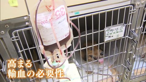 【特集】高まる犬の“輸血”需要 「供血犬」が救う命_1.jpg