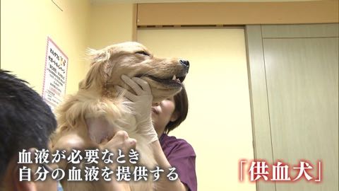 【特集】高まる犬の“輸血”需要 「供血犬」が救う命_2.jpg