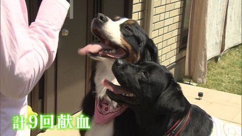 【特集】高まる犬の“輸血”需要 「供血犬」が救う命_4.jpg