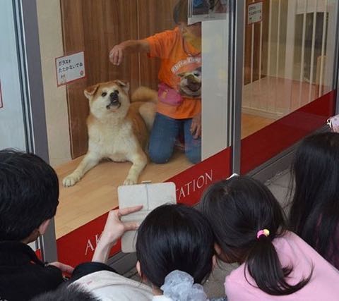「マサル」で秋田犬バブル 観光客殺到、ぬいぐるみ品切れ_2.jpg