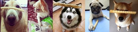 BokBokボクボク犬用おやつ無添加無着色サメ効果グルコサミンコンドロイチンコラーゲンカルシウム関節皮膚鮫画像_2.jpg