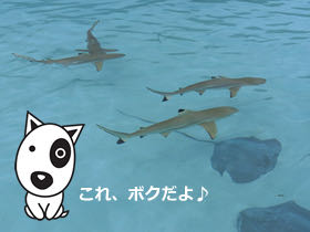 BokBokボクボク犬用おやつ無添加無着色サメ効果グルコサミンコンドロイチンコラーゲンカルシウム関節皮膚鮫画像_7.jpg