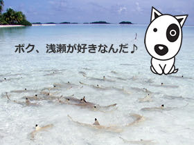 BokBokボクボク犬用おやつ無添加無着色サメ効果グルコサミンコンドロイチンコラーゲンカルシウム関節皮膚鮫画像_8.jpg