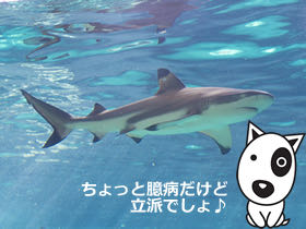 BokBokボクボク犬用おやつ無添加無着色サメ効果グルコサミンコンドロイチンコラーゲンカルシウム関節皮膚鮫画像_9.jpg