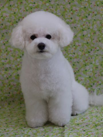 ビションフリーゼトリミング文京区フントヒュッテ駒込ビションフリーゼテディベアカット画像犬カットモデル都内ビショントリミングサロン東京hundehutte_211.jpg