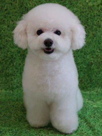ビションフリーゼトリミング文京区フントヒュッテ駒込ビションフリーゼテディベアカット画像犬カットモデル都内ビショントリミングサロン東京hundehutte_212.jpg
