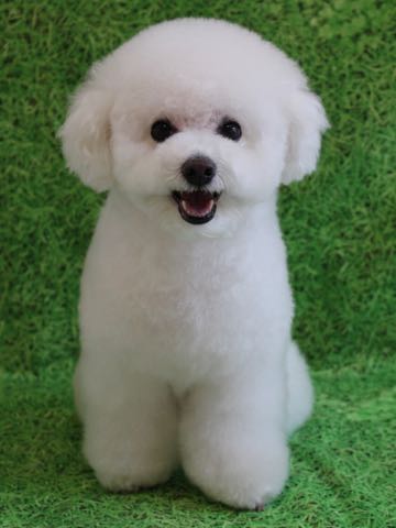 ビションフリーゼトリミング文京区フントヒュッテ駒込ビションフリーゼテディベアカット画像犬カットモデル都内ビショントリミングサロン東京hundehutte_213.jpg