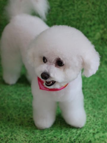ビションフリーゼトリミング文京区フントヒュッテ駒込ビションフリーゼテディベアカット画像犬カットモデル都内ビショントリミングサロン東京hundehutte_214.jpg