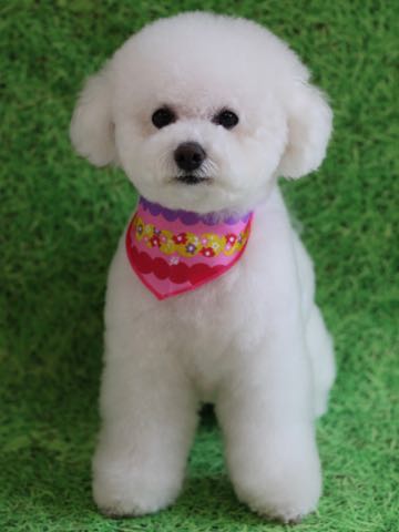 ビションフリーゼトリミング文京区フントヒュッテ駒込ビションフリーゼテディベアカット画像犬カットモデル都内ビショントリミングサロン東京hundehutte_215.jpg
