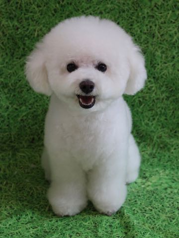 ビションフリーゼトリミング文京区フントヒュッテ駒込ビションフリーゼテディベアカット画像犬カットモデル都内ビショントリミングサロン東京hundehutte_216.jpg