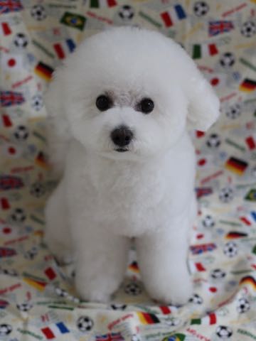 ビションフリーゼトリミング文京区フントヒュッテ駒込ビションフリーゼテディベアカット画像犬カットモデル都内ビショントリミングサロン東京hundehutte_222.jpg