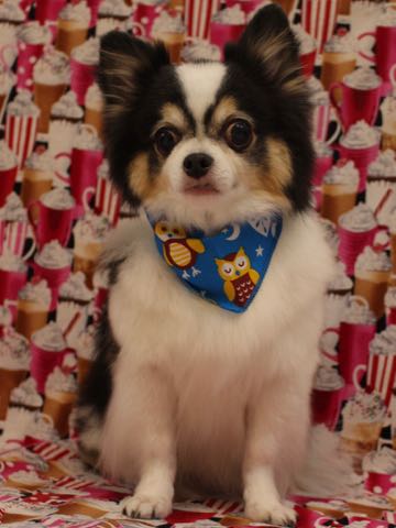 チワワトリミング文京区フントヒュッテ駒込hundehutteチワワトリミングサマーカット画像チワワトリミングサロン都内チワワトリミング料金東京バースデー犬_38.jpg