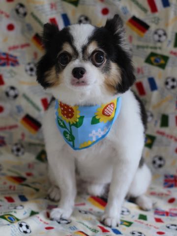 チワワトリミング文京区フントヒュッテ駒込hundehutteチワワトリミングサマーカット画像チワワトリミングサロン都内チワワトリミング料金東京バースデー犬_39.jpg
