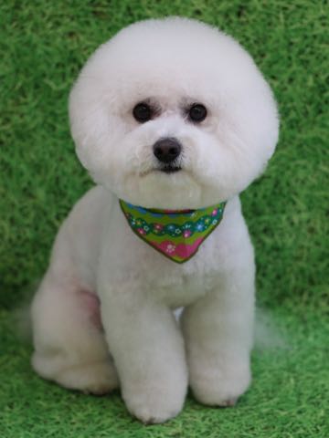 ビションフリーゼトリミング文京区フントヒュッテ駒込ビションカットスタイルモデル犬画像ビションフリーゼ頭丸く都内トリミングサロンビション東京hundehutte_44.jpg