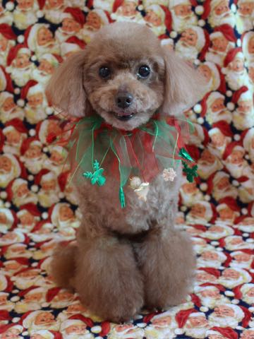 トイ・プードルトリミング文京区フントヒュッテ駒込トイプーカット画像犬歯垢歯石除去歯磨きゼオライトデンタルケア東京hundehutte_76.jpg
