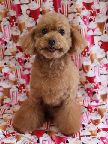トイ・プードルトリミング文京区フントヒュッテ駒込トイプーカット画像犬歯垢歯石除去歯磨きゼオライトデンタルケア東京hundehutte_82.jpg