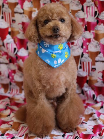 トイ・プードルトリミング文京区フントヒュッテ駒込トイプーカット画像犬歯垢歯石除去歯磨きゼオライトデンタルケア東京hundehutte_83.jpg