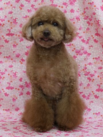トイ・プードルトリミング文京区フントヒュッテ駒込トイプーカット画像犬歯垢歯石除去歯磨きゼオライトデンタルケア東京hundehutte_84.jpg