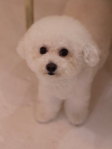 ビションフリーゼトリミング文京区フントヒュッテ駒込ビションフリーゼテディベアカット画像犬カットモデル都内ビショントリミングサロン東京hundehutte_223.jpg